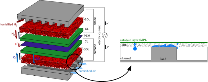 (Left) Schematic view of a PEM fuel cell with the desired transport directions of the reactants and products of the fuel cell reactions. (Right) Detailed visualization of the occurring water exchange phenomena at the interface between the hydrophobic porous GDL and the hydrophilic gas distributor.